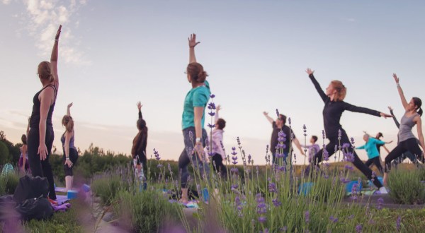 Massachusetts’ Annual Lavender Festival Belongs On Your Springtime Bucket List