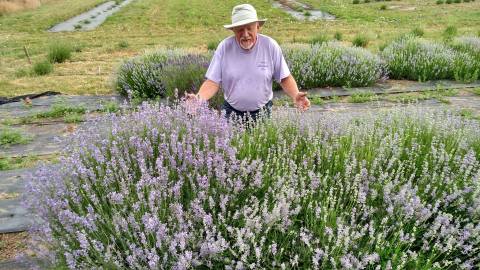 Get Lost In This Beautiful 24-Acre Lavender Farm In Kansas
