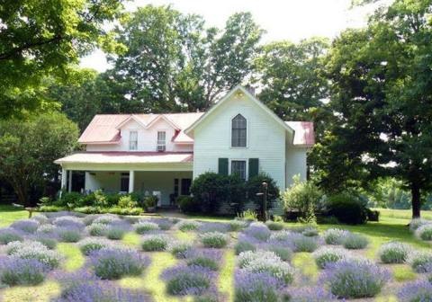 The Dreamy Lavender Farm Near Nashville You'll Want To Visit This Summer