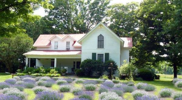 The Dreamy Lavender Farm Near Nashville You’ll Want To Visit This Summer