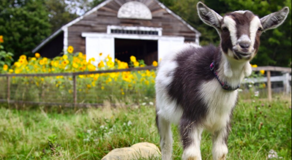 Snuggle Goats And Eat Burritos At This Exceptionally Unique Spring Farm Experience In Maine