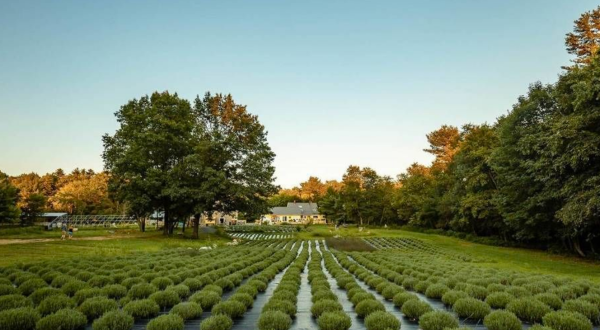 Sleep Under The Stars At This Maine Lavender Farm For An Experience Unlike Any Other