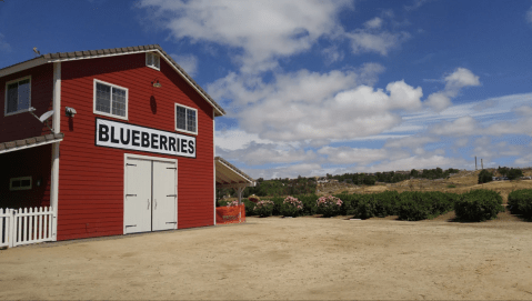 The Dreamy Blueberry Farm In Southern California That Will Make Your Weekend Complete