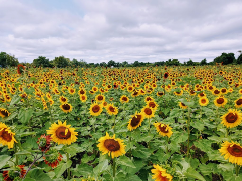 Most People Don't Know About This Magical Sunflower Field Hiding Near Buffalo