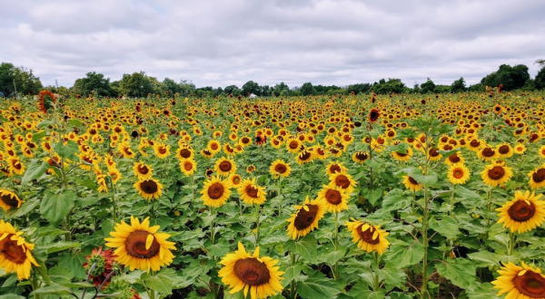 Most People Don’t Know About This Magical Sunflower Field Hiding Near Buffalo