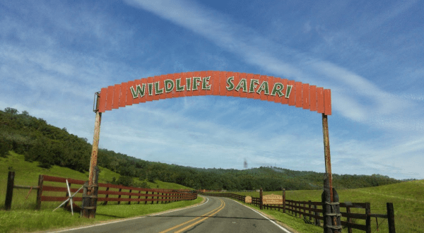 There’s A Sunset Safari Tour Right Here In Oregon And It’s As Amazing As It Sounds