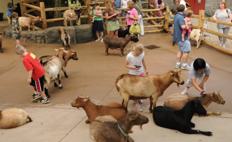 Play With Goats At This Cincinnati Zoo For An Absolutely Adorable Adventure