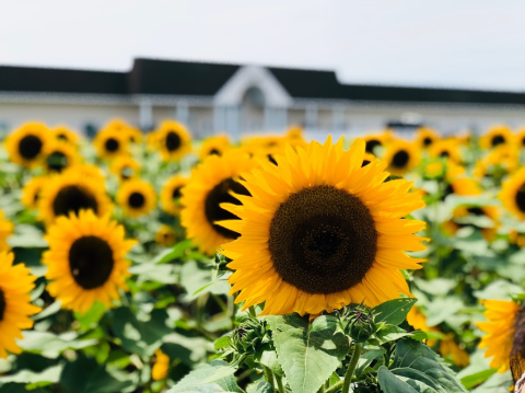 The Scenic Vineyard In New York That Has Its Very Own Sunflower Field