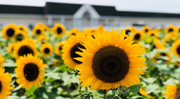 The Scenic Vineyard In New York That Has Its Very Own Sunflower Field