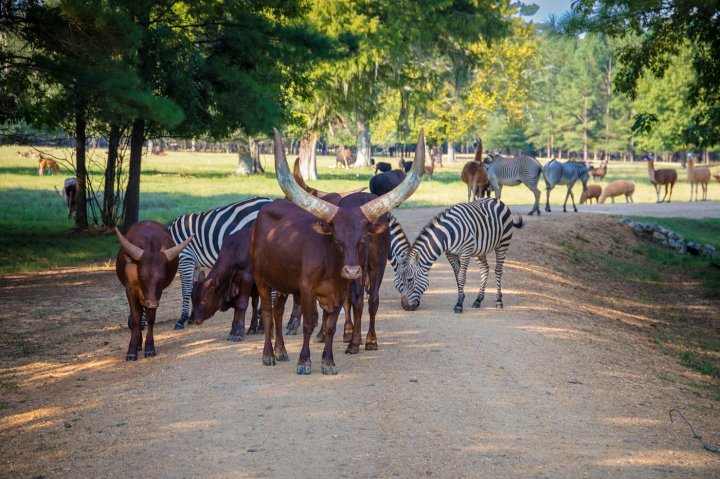 alabama safari park