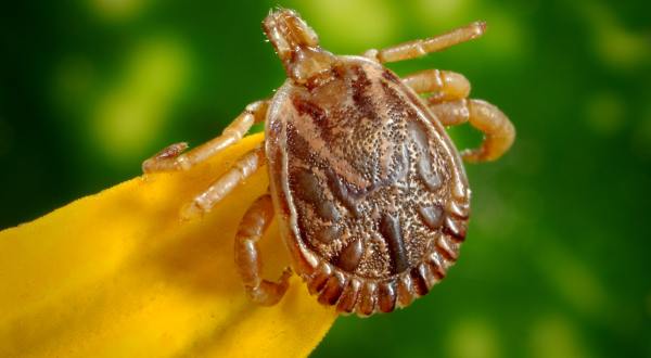 You Won’t Be Happy To Hear That Alaska Is Experiencing A Major Surge Of Ticks This Year