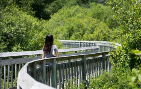Discover A Boardwalk, Covered Bridge, And Water Wheel At This One Connecticut State Park