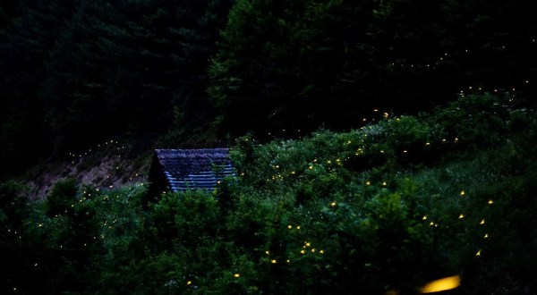 The Firefly Phenomenon In Georgia Will Enchant You In The Best Way Possible