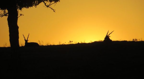 There’s A Sunset Safari Tour Right Here In Texas And It’s As Amazing As It Sounds