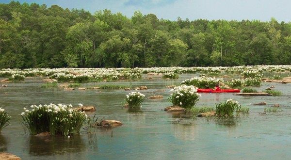 The One Natural Wonder In South Carolina You Can Only Experience For A Few Weeks Each Year