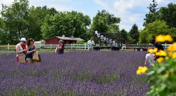 Get Lost In This Beautiful Lavender Farm In Maryland