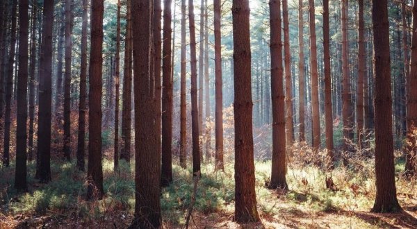 The Enchanting Pine Forest In Ohio That Will Leave You Mesmerized