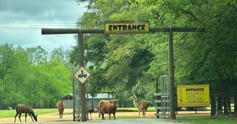 Adventure Awaits At This Drive-Thru Safari Park In Alabama