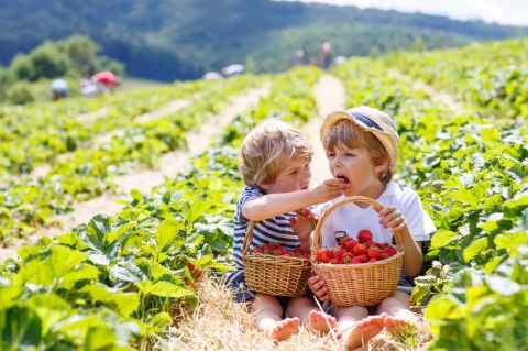 Take The Whole Family On A Day Trip To This Pick-Your-Own Strawberry Farm In Arizona