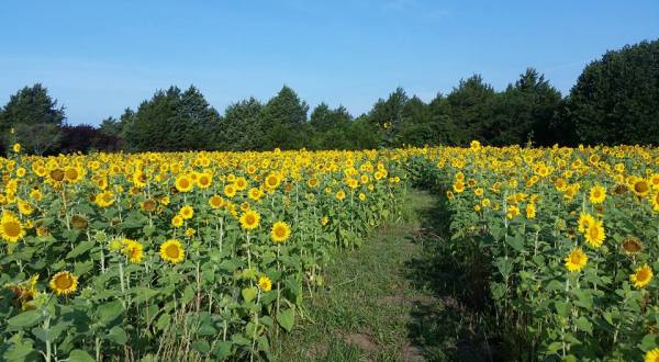 This U-Pick Sunflower Farm In Texas Is The Perfect Way To Spend An Afternoon