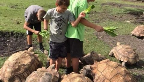 The One Of A Kind Tortoise Park In Texas That Your Kids Will Absolutely Love