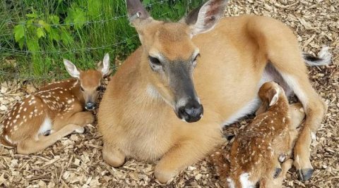 The One Of A Kind Deer Park In Wisconsin That Your Kids Will Absolutely Love