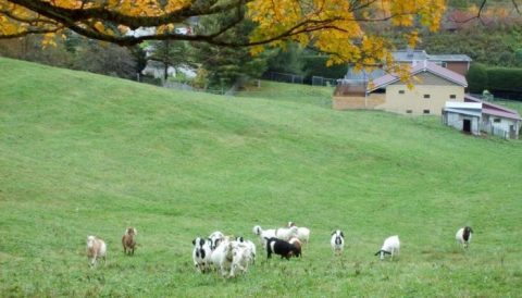 There's A Bed And Breakfast On This Goat Farm In West Virginia And You Simply Have To Visit