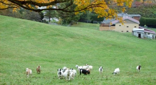 There’s A Bed And Breakfast On This Goat Farm In West Virginia And You Simply Have To Visit