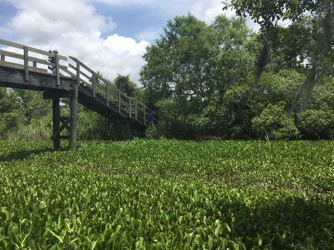 The Magnificent Bridge Trail Near New Orleans That Will Lead You To A Hidden Overlook