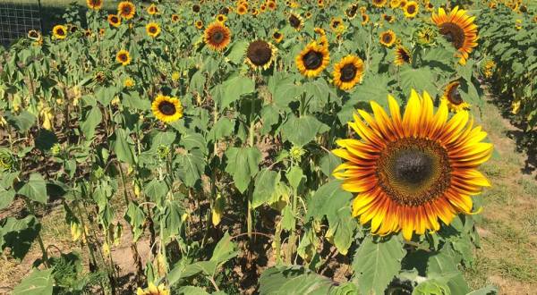 This Upcoming Sunflower Festival In Missouri Will Make Your Summer Complete