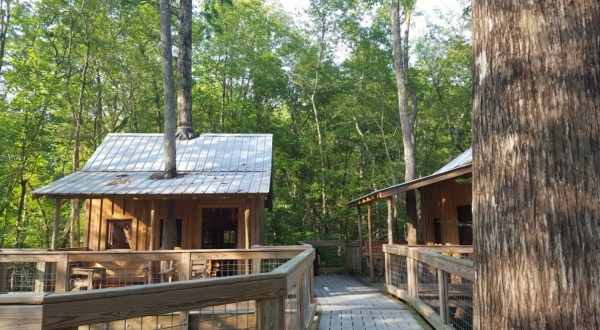 A Rustic Tree House Village In North Carolina, Cashie River Tree Houses Are A Tranquil Getaway