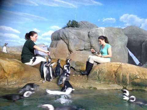 Play With Penguins At This Michigan Zoo For An Absolutely Adorable Adventure