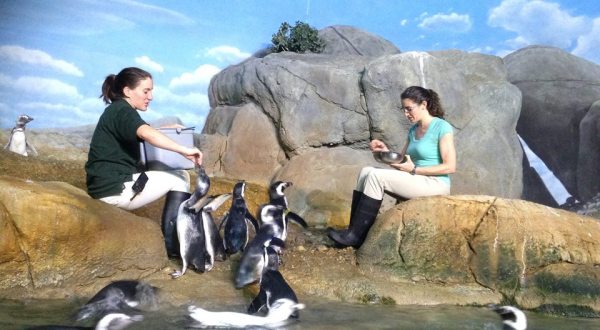 Play With Penguins At This Michigan Zoo For An Absolutely Adorable Adventure