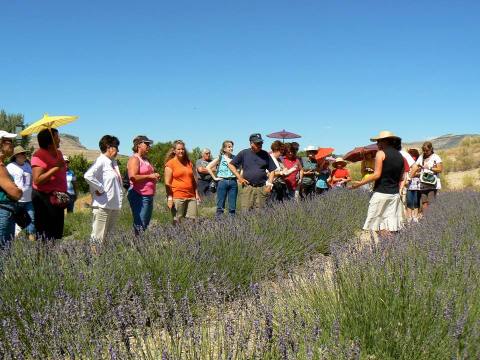Colorado's Annual Lavender Festival Belongs On Your Summertime Bucket List