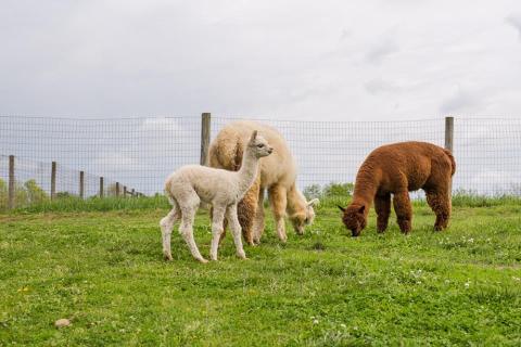 Visit This Cincinnati Alpaca Farm For A Fun And Fuzzy Adventure