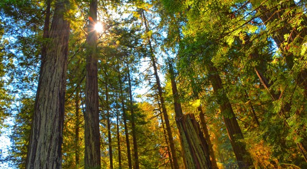 Hike This Ancient Forest In Maine That’s Home To 300-Year-Old Trees