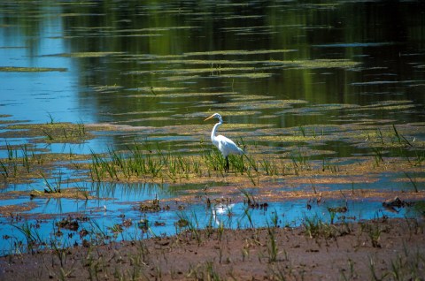 Visit The Magnificent Wildlife Refuge In Delaware That's Home To More Than 250 Types Of Bird