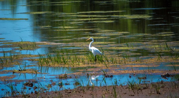 Visit The Magnificent Wildlife Refuge In Delaware That’s Home To More Than 250 Types Of Bird