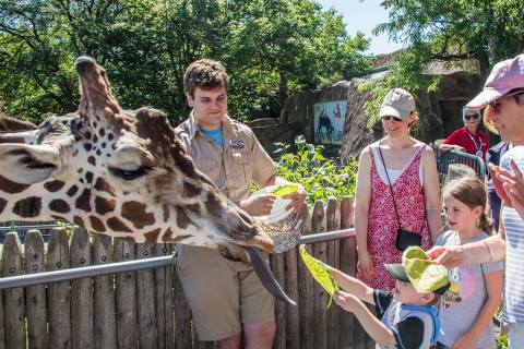 Play With Giraffes At This Detroit Zoo For An Absolutely Adorable Adventure