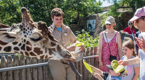 Play With Giraffes At This Detroit Zoo For An Absolutely Adorable Adventure
