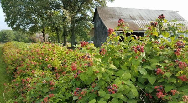 You Can Pick The Most Delicious Berries All Summer Long At This Ohio Farm