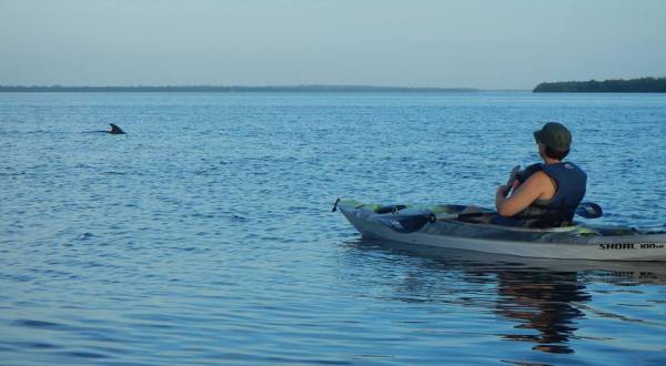 Paddle With Dolphins On This One-Of-A-Kind Kayak Tour In Florida