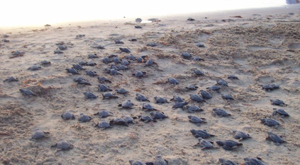 You Can Watch Baby Sea Turtles Hatch All Summer Long On This Texas Beach