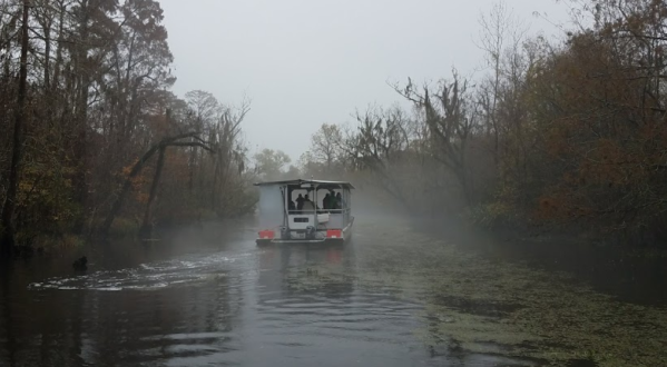 The Swamp And Plantation Tour Is So Quintessentially New Orleans