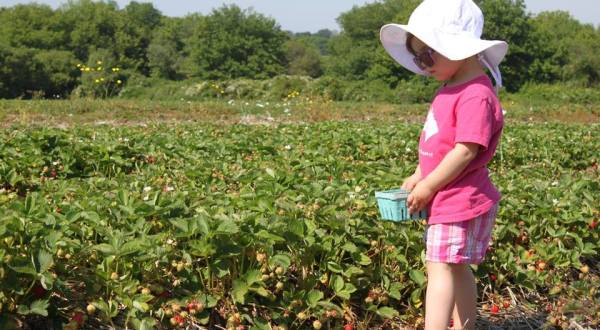 You’ll Have Loads Of Fun At These 8 Pick-Your-Own Fruit Farms In Rhode Island