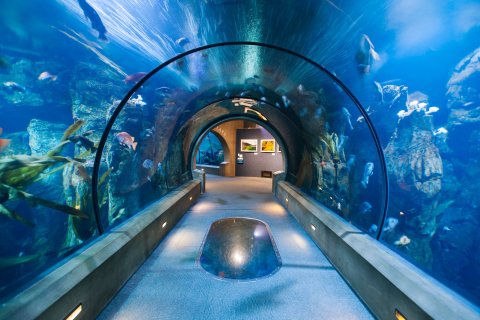 Sleep With Sharks When You Spend The Night At This Oregon Aquarium
