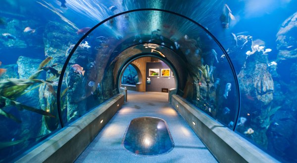 Sleep With Sharks When You Spend The Night At This Oregon Aquarium