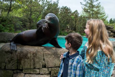 Play With Sea Lions At This Pittsburgh Zoo For An Absolutely Adorable Adventure