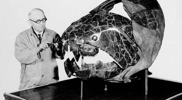 This Incredible Fossil Discovery In The Cleveland Metroparks Shocked The World