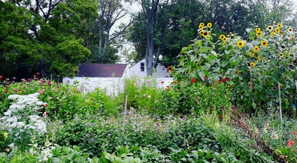 Pick Your Own Flowers At This Charming Farm Hiding In Detroit